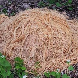 Residents Find Pile of Pasta Dumped in Woods