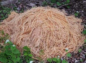 Residents Find Pile of Pasta Dumped in Woods