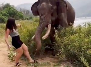 Furious Elephant Attacks Woman