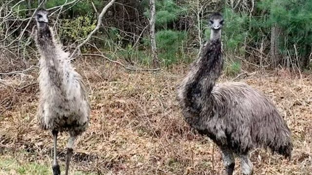 Kate buning emu 5