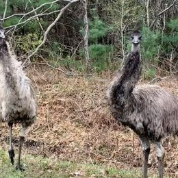 “Terrified” Woman Chased by 2 Emus on Trail