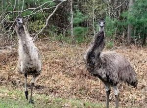 “Terrified” Woman Chased by 2 Emus on Trail