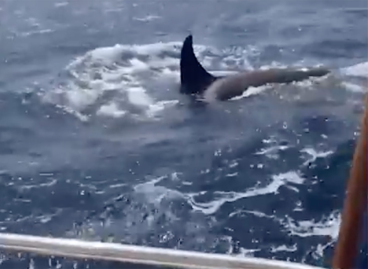 “Traumatized” Killer Whale is Teaching Young to Attack Boats