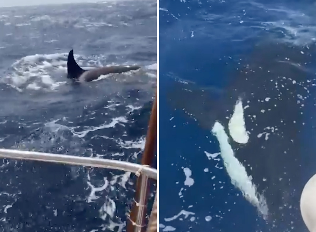 Orca is Teaching Young to Attack Boats