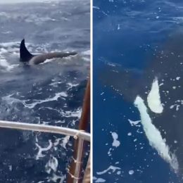 Killer Whales "Learn" to Ram Boats