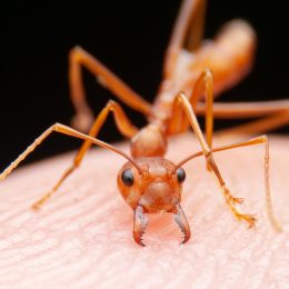 Woman Killed by Fire Ants