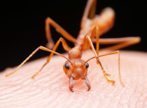 Woman Killed by Fire Ants