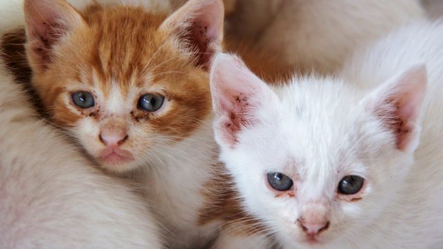 Baby,Cats,,Kittens,Are,Look,Like,Ill.,Someone's,Eyes,Are