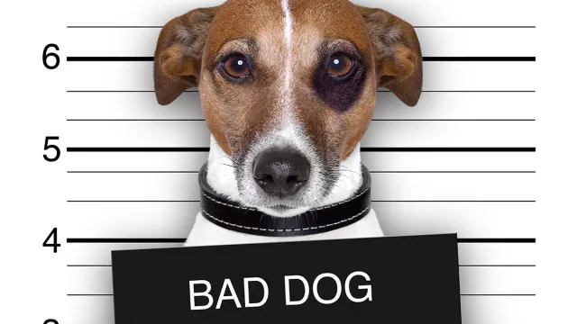 Mugshot,Of,Wanted,Dog,Holding,A,Banner