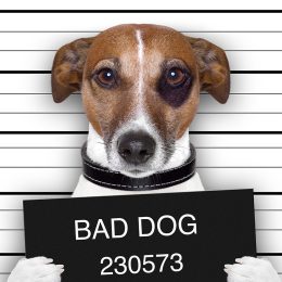 Man Uses Dog as DUI Alibi, Police Say