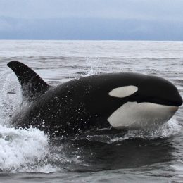 Female Sailor Survives Night of Terror