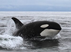 Female Sailor Survives Night of Terror