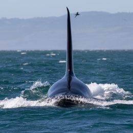 Couple "Petrified" After Killer Whales Attack Their Yacht