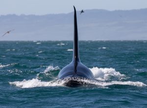 Couple "Petrified" After Killer Whales Attack Their Yacht