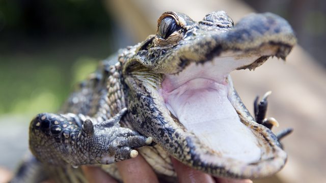 Very,Cute,Baby,Alligator,Being,Held.,Side,Profile.,Everglades,National