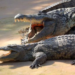 75 Crocodiles Terrorize Town After Floods