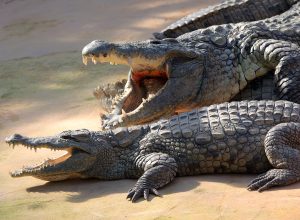 75 Crocodiles Terrorize Town After Floods