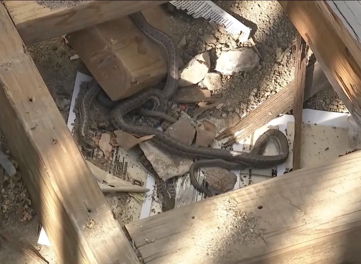 Horror for Homebuyer as She Finds a Dozen Snakes in the Walls