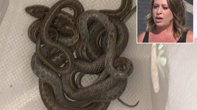 Snakes in walls main