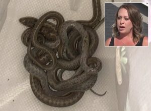 Snakes Ruin New Home for Colorado Woman