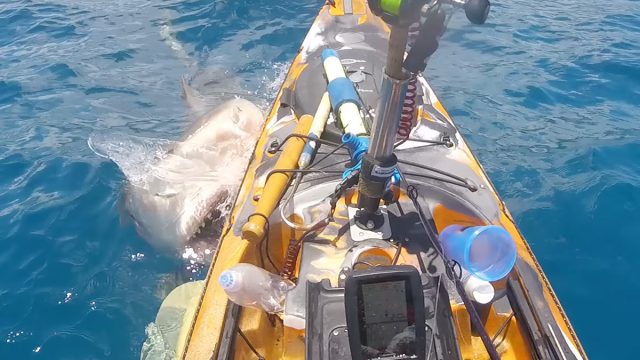 Tiger_shark_rams_kayak1