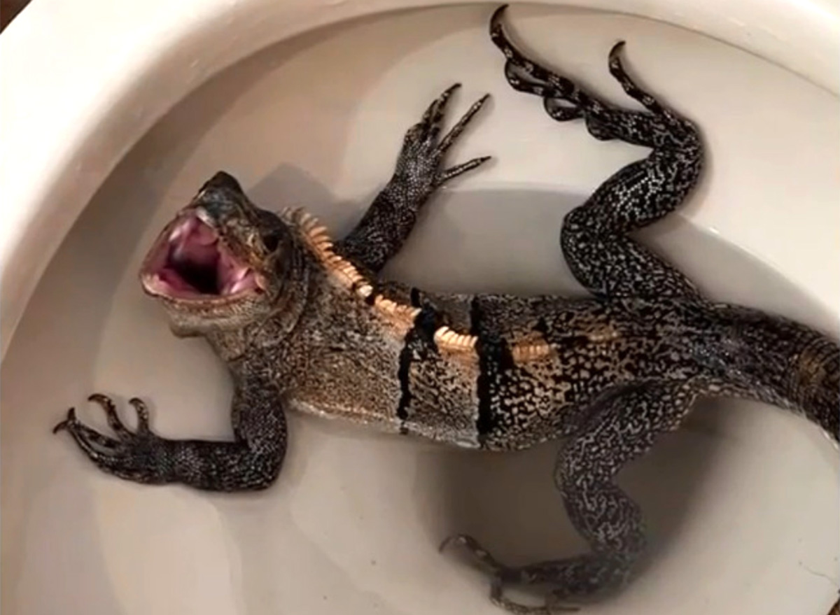 Man Panics After Finding Iguana in Toilet