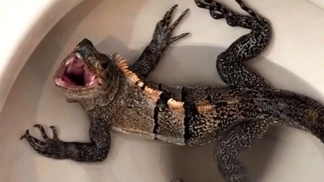Toilet iguana main