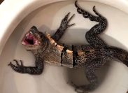 Man Panics After Finding Iguana in Toilet
