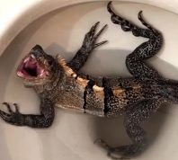 Man Panics After Finding Iguana in Toilet