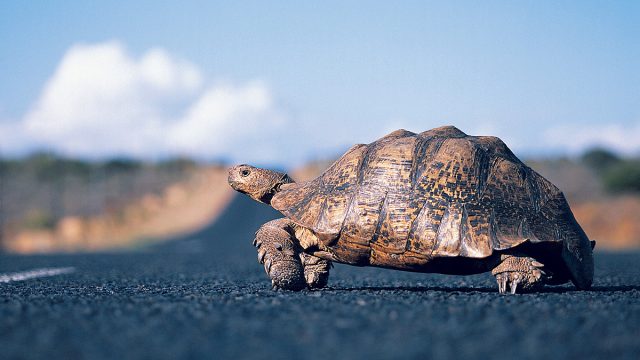 Turtle_crossing_road