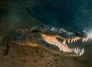 Snorkeler Fights Off Crocodile