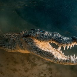 Residents Shaken to Find 10-Foot Crocodile Thrashing and Hissing in Their Pool