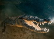 Snorkeler Fights Off Crocodile