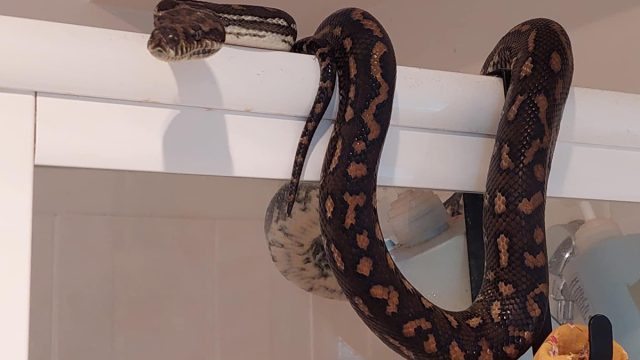 22_Pound_Python_in_shower_snake2