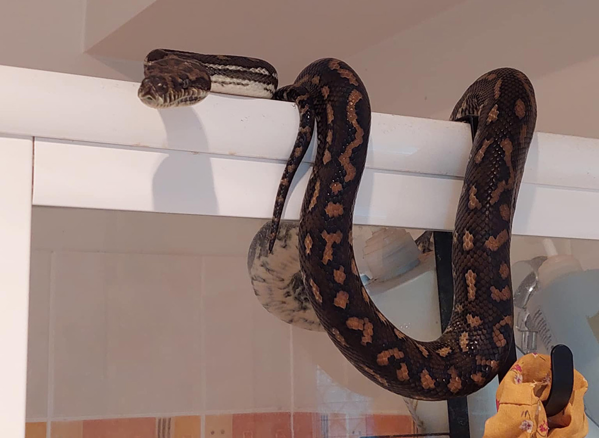 Terrified Resident Finds 22lb Python While Sitting on the Toilet