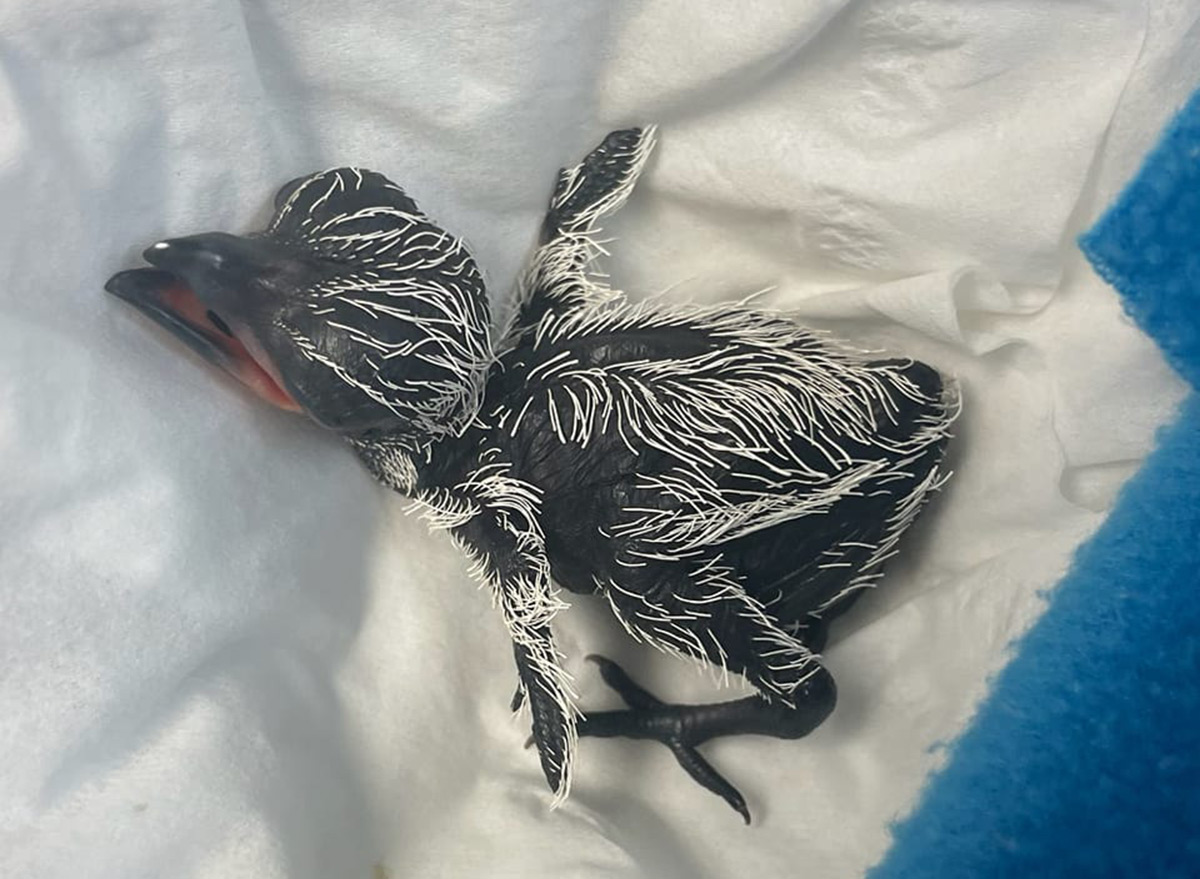 Man Saves Roadrunner Hatchling