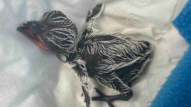 Baby_bird_roadrunner_chick_rescue