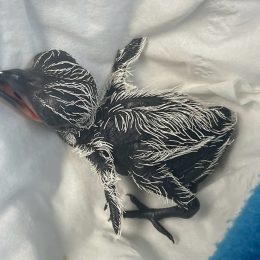 Man Saves Roadrunner Hatchling