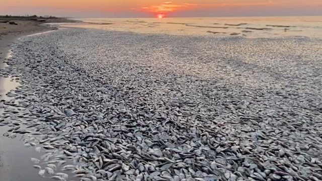 Dead_fish_on_texas_beach1