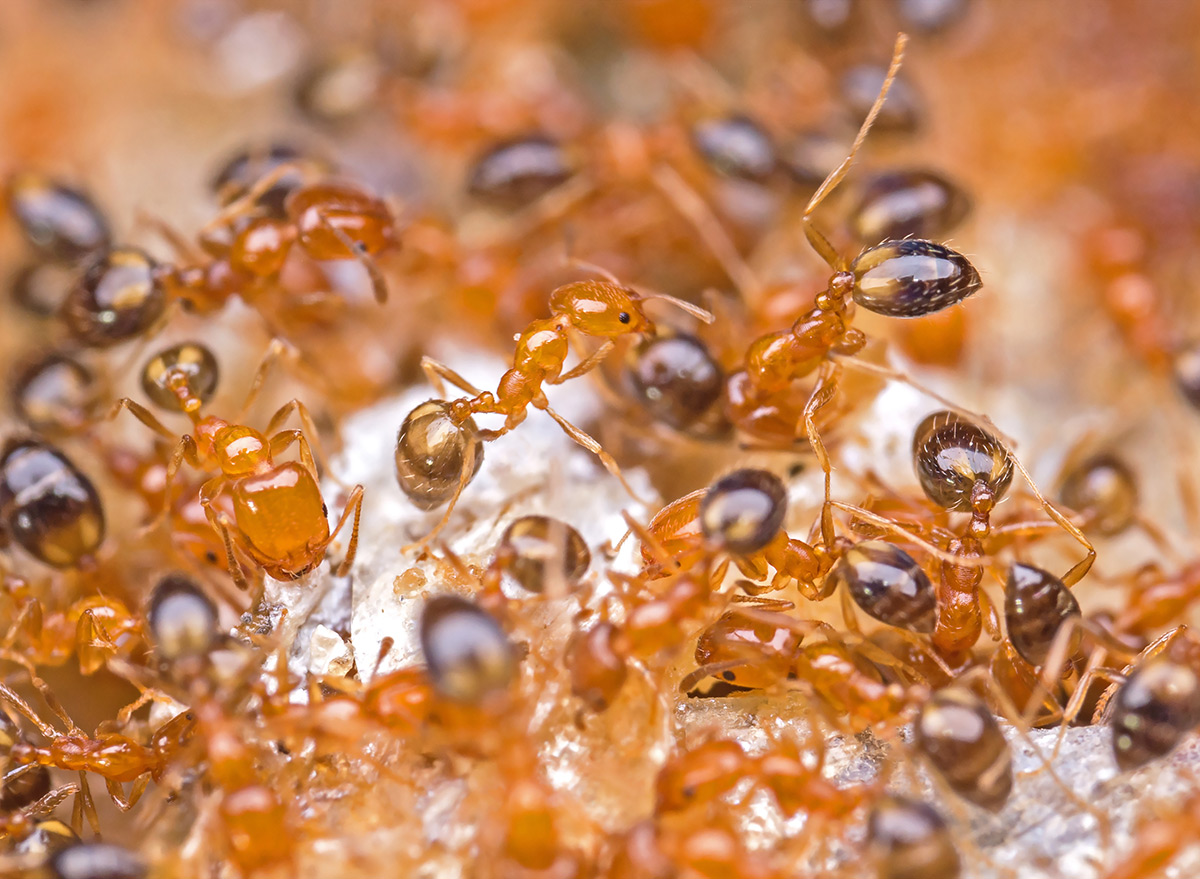 Woman Killed by Fire Ants After Stepping on Them at Her Home