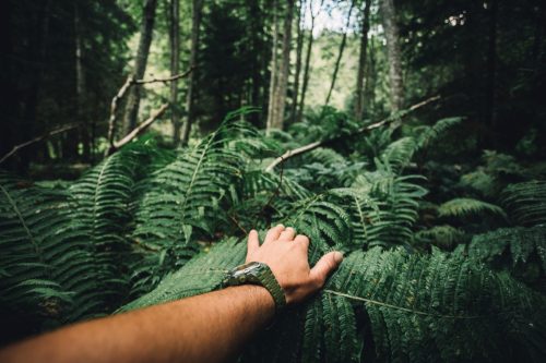 Close up of explorer male hand in green rainy forest