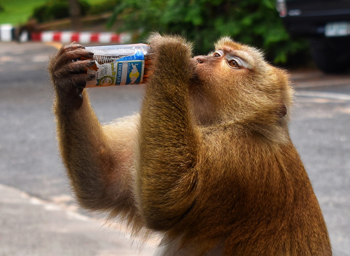 Taurine's Health Benefits in Monkeys and Potential for Humans