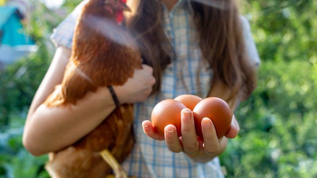 A,Girl,With,A,Chicken,And,Eggs,In,Her,Hands