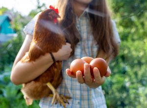 Fresh Theory: Chicken or Egg First?