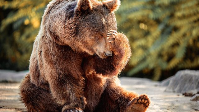 Bear,Sitting,With,His,Paw,On,His,Head,As,If