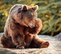 7 Most Hilarious Bear Encounters That Went Wild