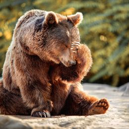 7 Most Hilarious Bear Encounters That Went Wild