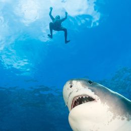 Snorkeler Attacked by Tiger Shark After Locals Dumped Dead Sheep Into the Water
