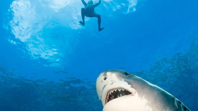 Native,Swimmer,And,Tiger,Shark.