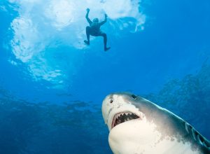 Snorkeler Attacked by Tiger Shark After Locals Dumped Dead Sheep Into the Water